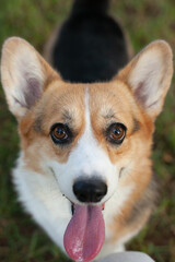 Welsh corgi cardigan dog closeup portrait. Cute puppy smiling in the park with a tongue out., looking to the camera