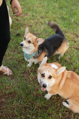 Corgi dogs playing with a ball together in the park. Cute fluffy friends walking on green grass in the park in summer or autumn. Playful cheerful healthy dogs or puppies. Welsh corgi Pembroke cardigan