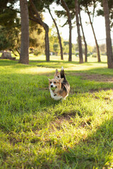 Obraz na płótnie Canvas Corgi dogs playing with a ball together in the park. Cute fluffy friends walking on green grass in the park in summer or autumn. Playful cheerful healthy dogs or puppies. Welsh corgi Pembroke cardigan