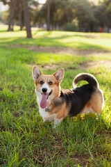 Welsh corgi cardigan dog playing in the park on green grass, looking cute. Adorable dog on green grass in autumn on summer on sunny day.