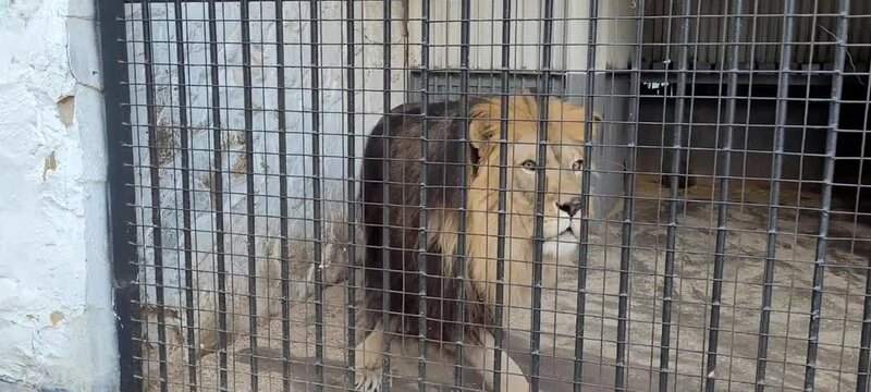 An African lion walks and roars in an iron cage. Wild and exotic animals in captivity. Lion in zoo.