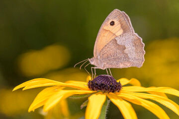 Obraz premium Meadow Brown butterfly - Maniola jurtina resting on Rudbeckia hirta - black-eyed Susan