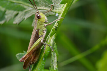 meadow grasshopper locust on a plant