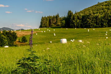 podgórska łąka z purpurowym kwiatem i zrolowanym sianem w słoneczny, letni dzień