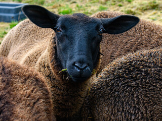 Fototapeta premium Cheeky Zwartble lamb facing camera. cute looking black faced sheep. copy space