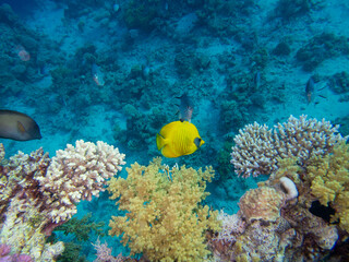 Unusual inhabitants of the sea in the expanses of the coral reef of the Red Sea, Hurghada, Egypt