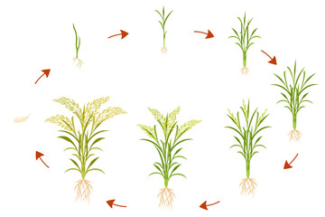 Growth cycle of rice is circular. Infographics of growing cereal plants.