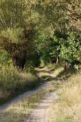 path in the forest