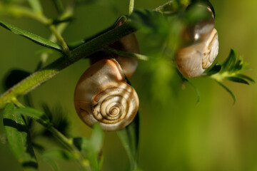 snail on a leaf