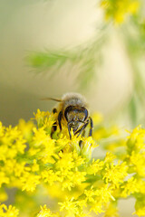 bee on yellow flower