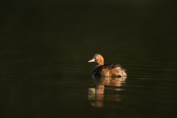 Little grebe swimming in a lake