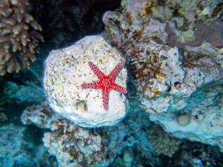 Unusual inhabitants of the sea in the expanses of the coral reef of the Red Sea, Hurghada, Egypt