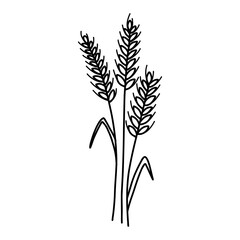 Doodle wheat ear spikelet with grains. Vector sketch line illustration of cereal grain stem, rye ear, organic vegetarian food for backery, flour production or packaging design