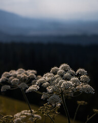 Photo of white field flower blooming  with dark moody blurred background. Plant in nature during sunset.