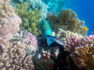 Naklejka na ściany i meble Unusual inhabitants of the sea in the expanses of the coral reef of the Red Sea, Hurghada, Egypt
