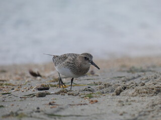 Baird's Sandpiper