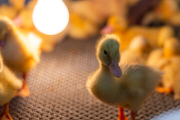 Little baby duck under warm lamp