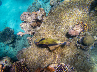 Unusual inhabitants of the sea in the expanses of the coral reef of the Red Sea, Hurghada, Egypt