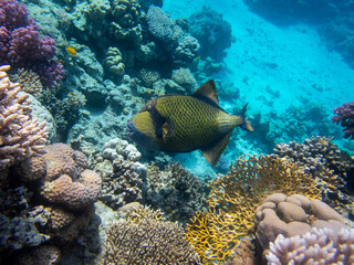 Fototapeta premium Unusual inhabitants of the sea in the expanses of the coral reef of the Red Sea, Hurghada, Egypt