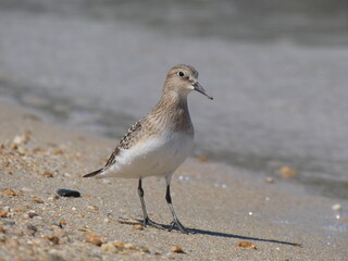 Baird's Sandpiper