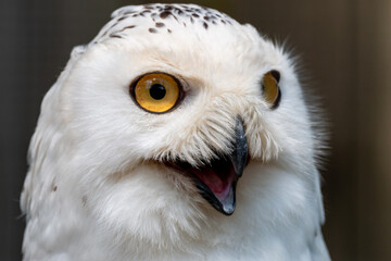 Snowy Owl portrait on a black background