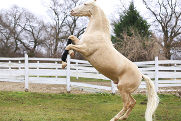 Cremello stallion horse jump against white colored corral fence