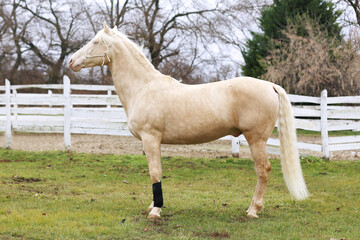 Obraz premium Cremello stallion horse jump against white colored corral fence