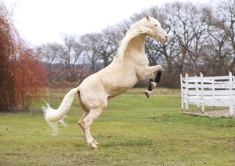 Obraz na płótnie Canvas Cremello stallion horse jump against white colored corral fence