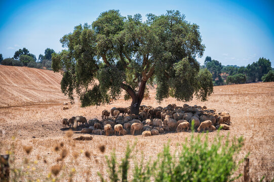 sheeps under a tree