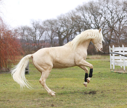 Cremello stallion horse jump against white colored corral fence