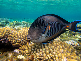 Unusual inhabitants of the sea in the expanses of the coral reef of the Red Sea, Hurghada, Egypt