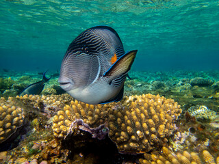 Unusual inhabitants of the sea in the expanses of the coral reef of the Red Sea, Hurghada, Egypt
