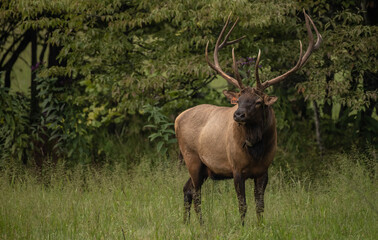 Naklejka na ściany i meble Bull Elk Stares Off With Blades Of Grass Tangled In His Ears