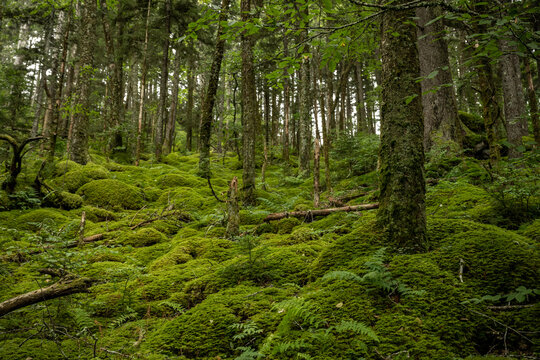 Blanket of Moss Covers Hillside © kellyvandellen