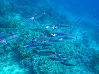 Unusual inhabitants of the sea in the expanses of the coral reef of the Red Sea, Hurghada, Egypt