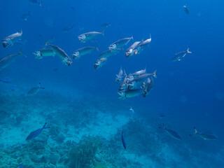 Obraz premium Unusual inhabitants of the sea in the expanses of the coral reef of the Red Sea, Hurghada, Egypt