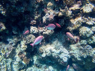 Unusual inhabitants of the sea in the expanses of the coral reef of the Red Sea, Hurghada, Egypt