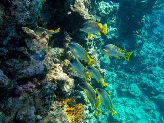 Naklejka na ściany i meble Unusual inhabitants of the sea in the expanses of the coral reef of the Red Sea, Hurghada, Egypt