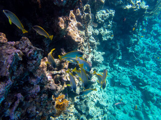 Unusual inhabitants of the sea in the expanses of the coral reef of the Red Sea, Hurghada, Egypt
