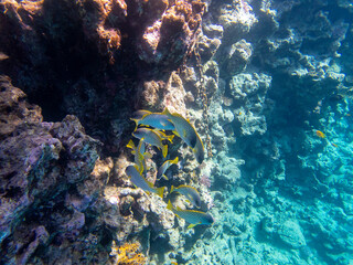 Unusual inhabitants of the sea in the expanses of the coral reef of the Red Sea, Hurghada, Egypt
