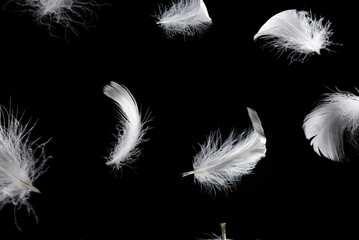 White feather isolated on a black background.