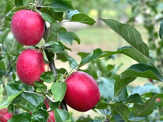 Red glossy apples on tree branch in fruit orchard.