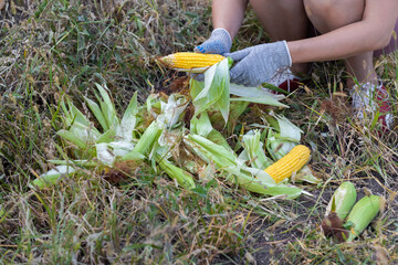 man cleans the ear of corn with his hand