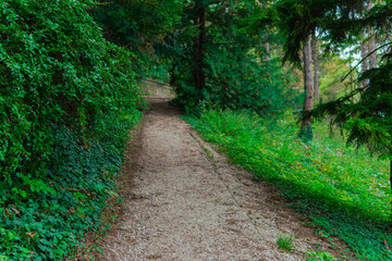 Forest Road, beautiful green trees and grass in the arboretum
