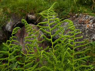 macro di felce di campagna con lo sfondo del fogliame