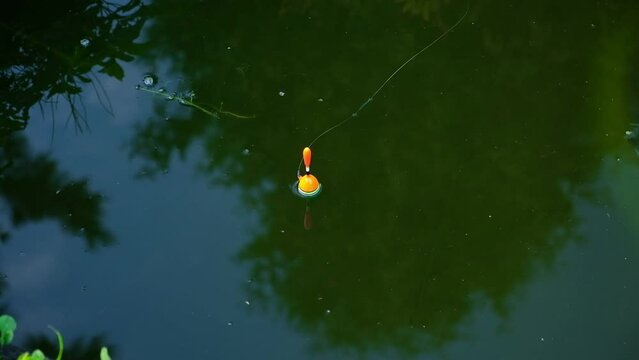 Float, fishing line in the lake surface. Fishing. Bright orange fishing float biting in dark pond. A bobber floats on the blue water making circles. Top view. Hobby and relaxation.