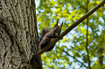A small gray squirrel is looking for food by going around the trees, Sofia, Bulgaria 
