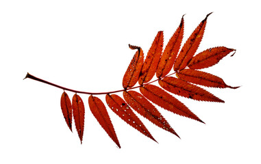 Red rowanberry leaf with white background interior