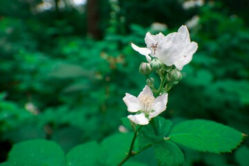 Closeup shot of beautiful Rubus blooming in the garden
