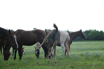 Fototapeta premium Fresh foal in Texas field during rainy weather on horse ranch with herd.